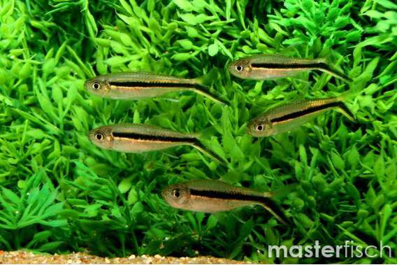 Diamond Head Penquin Tetra