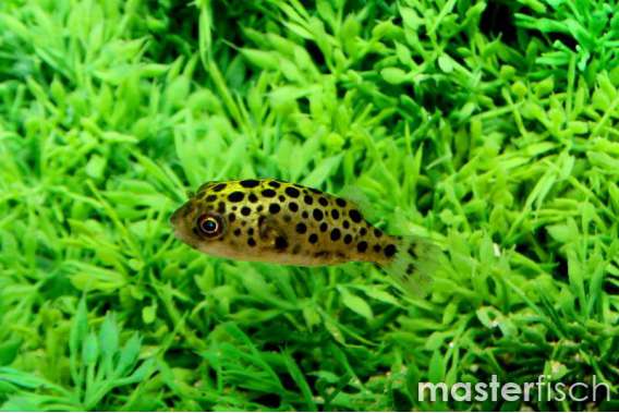 Spotted Green Pufferfish