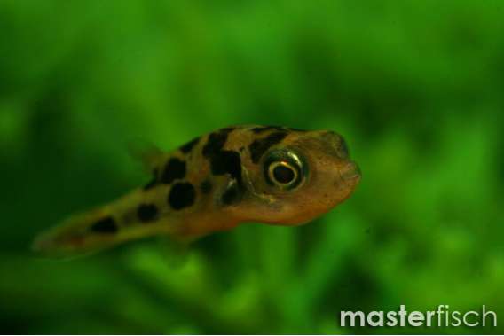 Yellow Dwarf Puffer