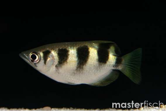 Archer Fish