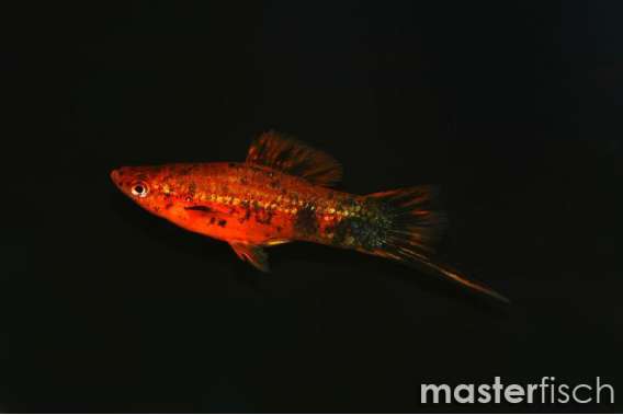 Red calico Sword