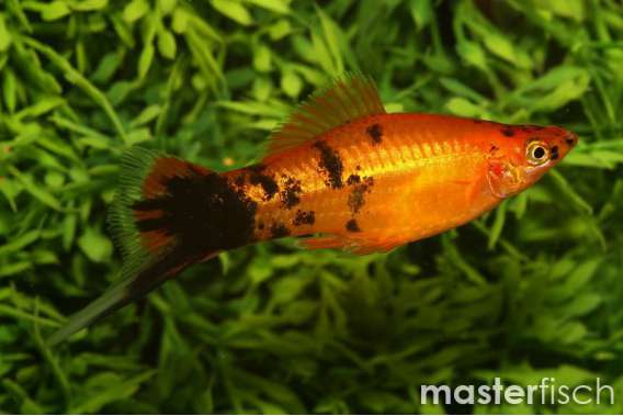 Golden Calico Sword
