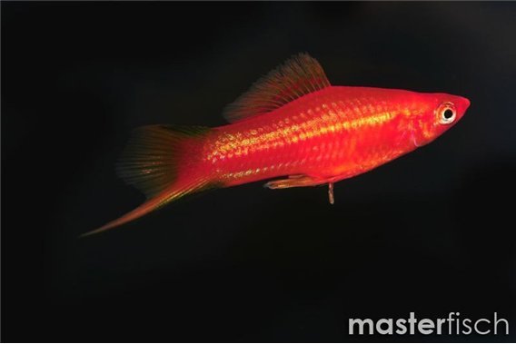 Red Sword