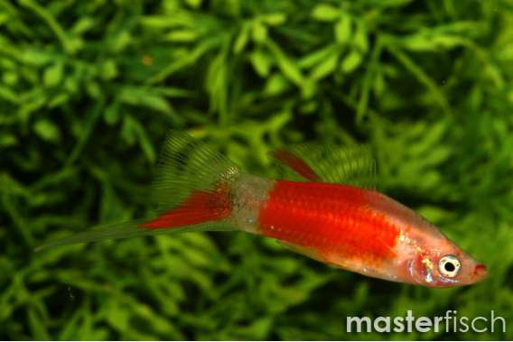 Red and White Sword