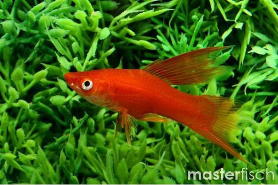 Hi-Fin Red Sword