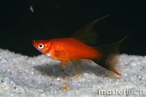 Red Lyretail wagtail Sword