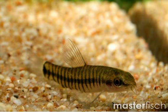 Yunnanilus cruciatus