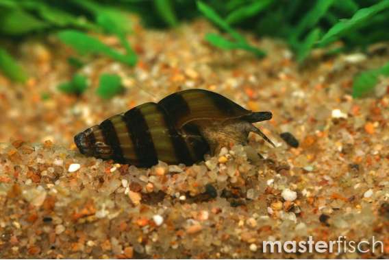 Killer Snail