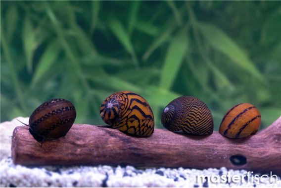 Tabby Snail