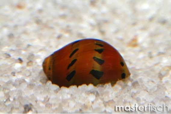 Red Spotted Snail