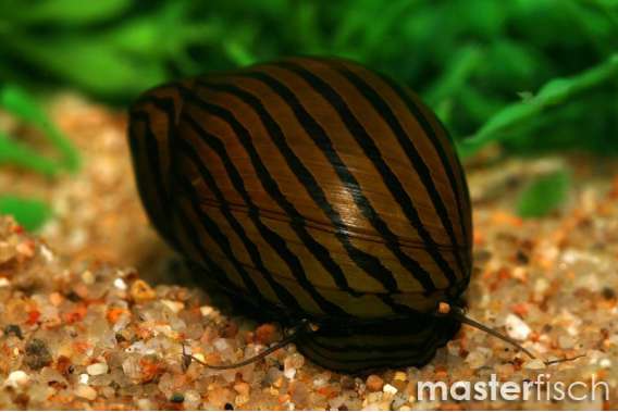 Zebra Snail