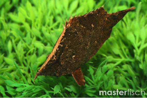 Leaf Fish