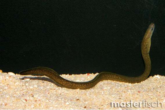 Marble Eel