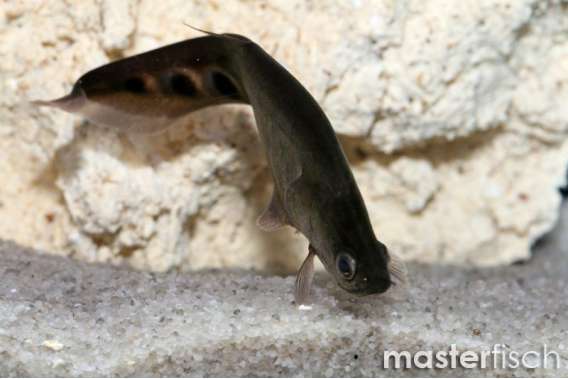 Clown knifefish