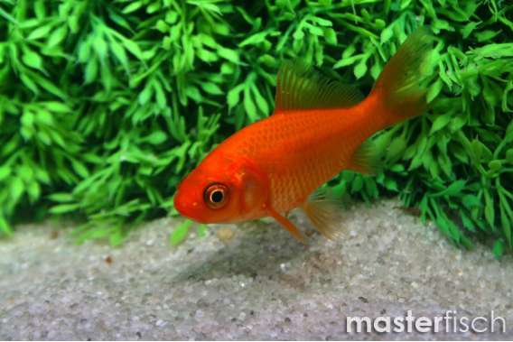 Goldfish