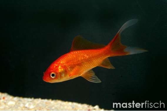 Red Comet Goldfish