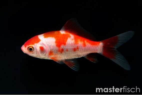 Sarasa Goldfish