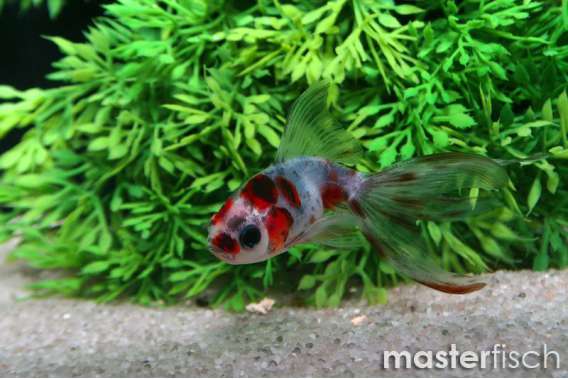 Calico Fantail Goldfish