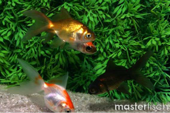 Mix Fantail Goldfish