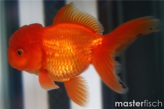 Red Lionhead Goldfish