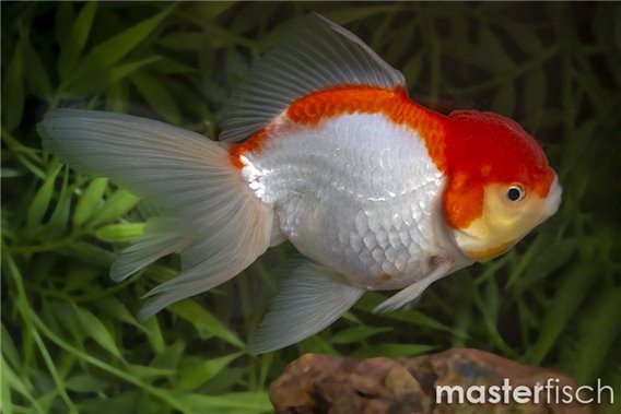 Red & White Lionhead Goldfish
