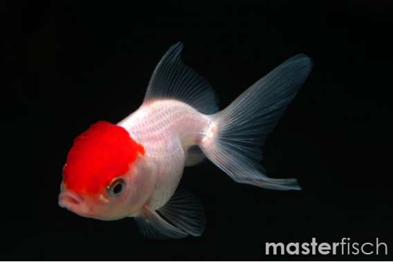Red Cap Lionhead Goldfish