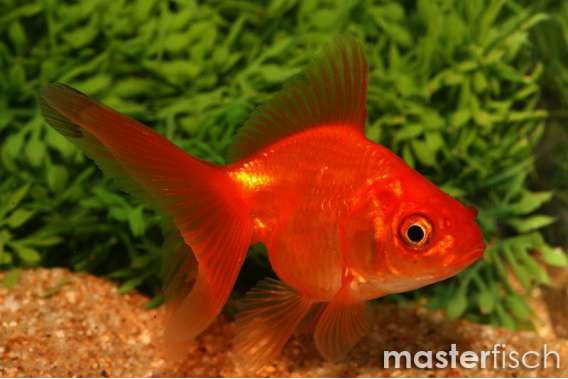 Red Ryukin Goldfish