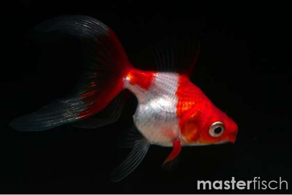 Mix Ryukin Goldfish