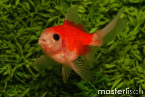 Pine Cone Fantail Goldfish