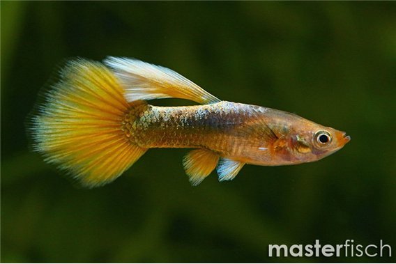 Guppy full yellow premium