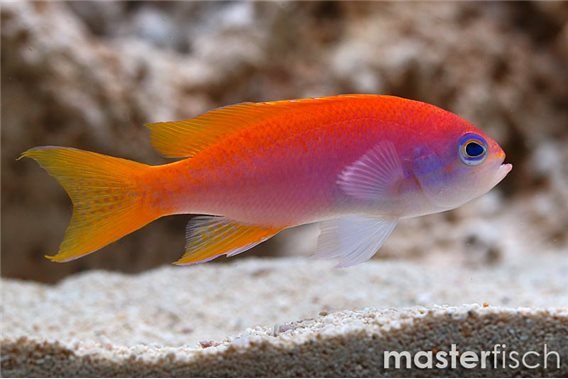 Two-spot basslet