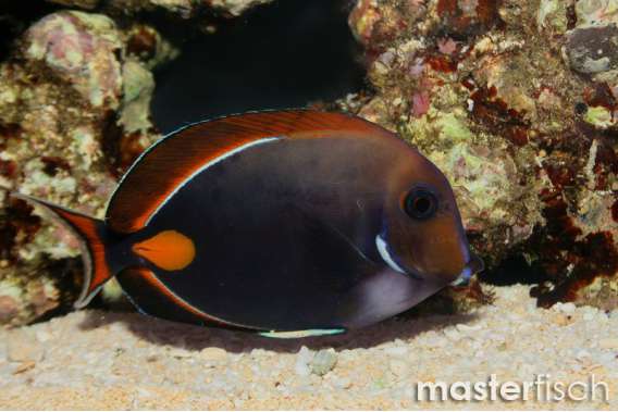 Achilles tang