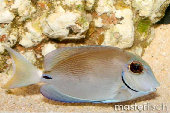 Ocean surgeon