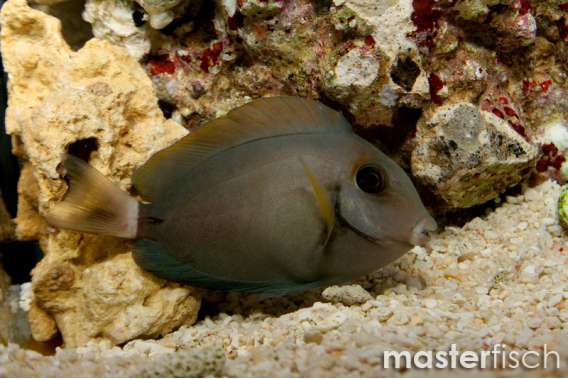 Black-Spot Surgeonfish
