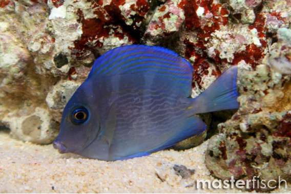 Blue Atlantic Tang