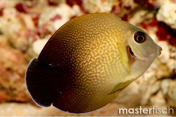 Chronixis surgeonfish
