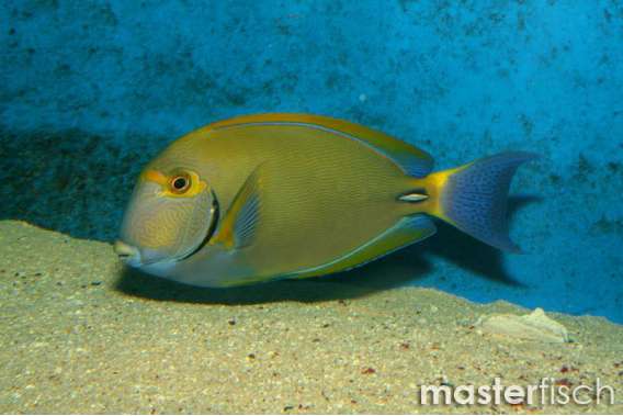 Dussumier's surgeonfish