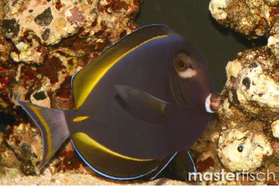 Powder Brown / Gold Rimmed Surgeonfish