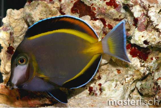 White-Faced Surgeonfish