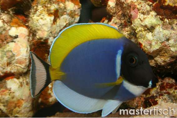Powder blue tang