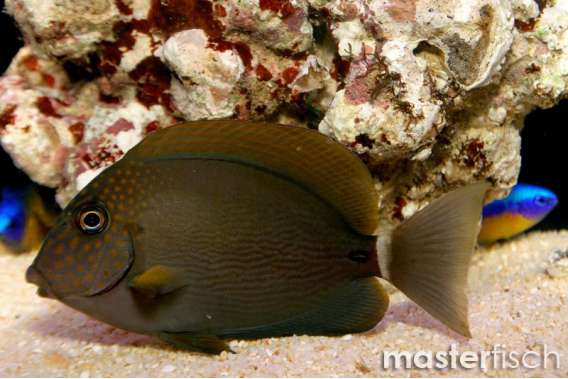 Black-Eared Surgeonfish