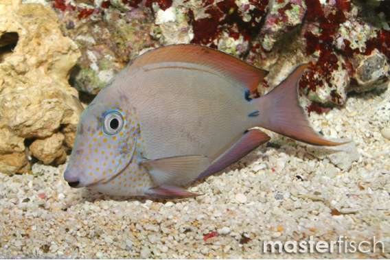 Dusky Surgeonfish
