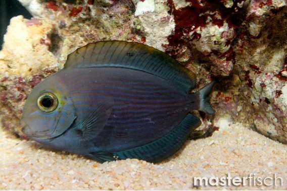 Yellow Eyed Surgeonfish