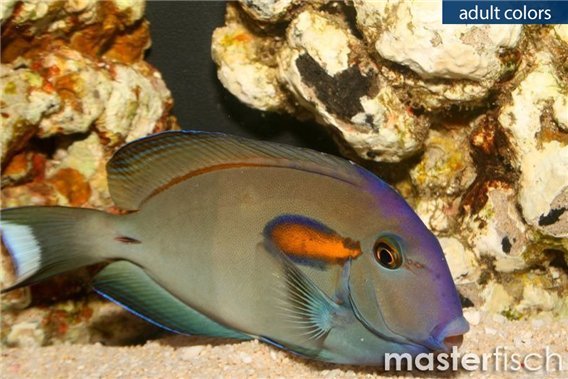 Orange-blotch surgeonfish