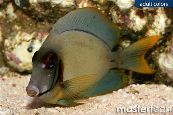 Chocolate Surgeonfish