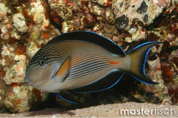 Sohal surgeonfish