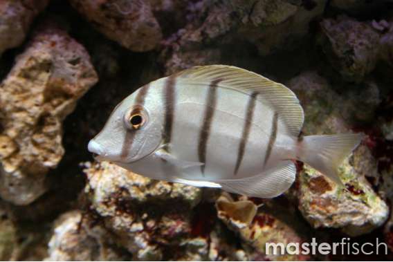Convict Surgeonfish (bred)