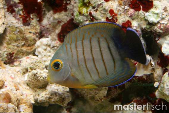 Indian Mimic Surgeonfish