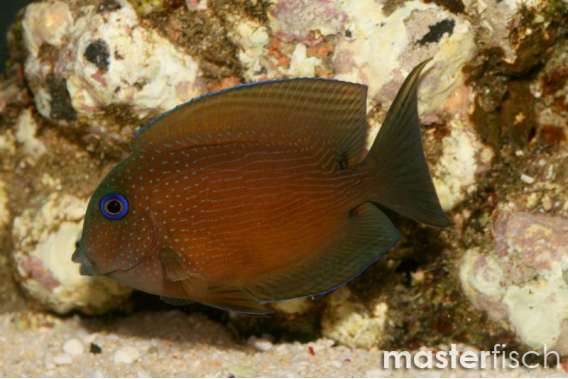 Two-spot Bristletooth