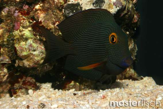 Spotted surgeonfish Hawaii